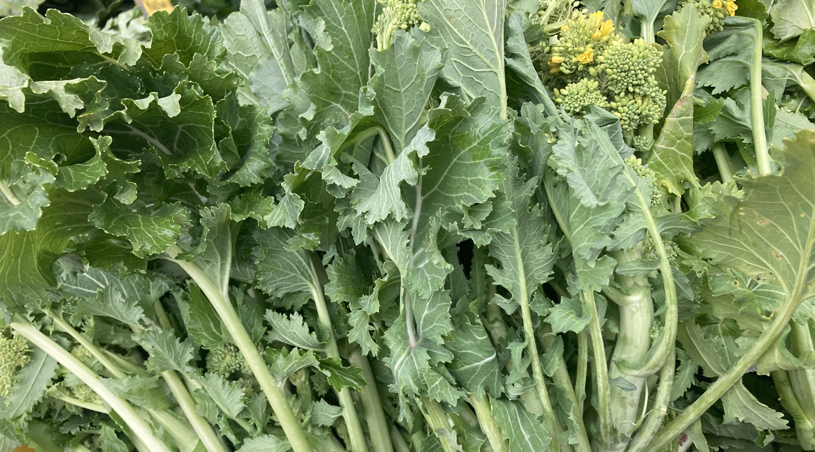 Nahaufnahme von geernteten Cime di rapa