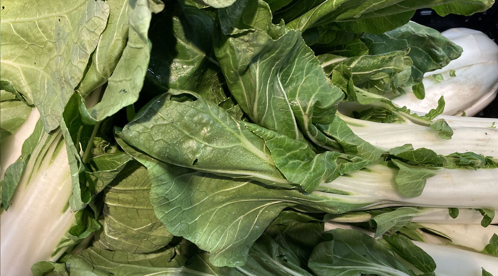 Pak Choi in Nahaufnahme