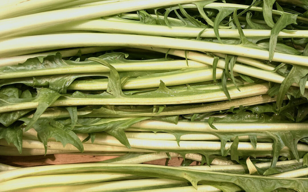 Chicorée puntarella, Puntarelle, Schnittzichorie, Vulkanspargel
