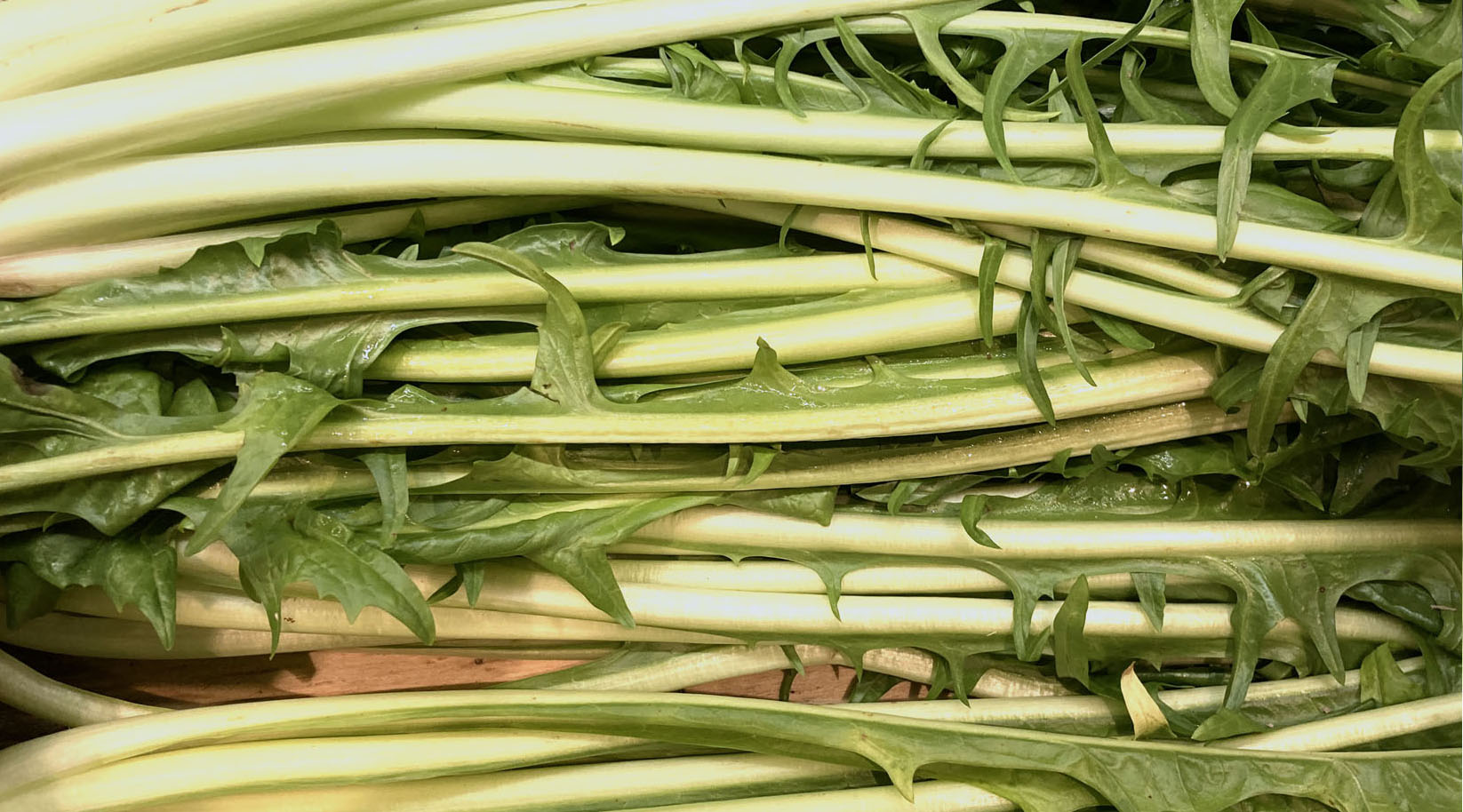 Nahaufnahme Blätter von Chicorée Puntarelle