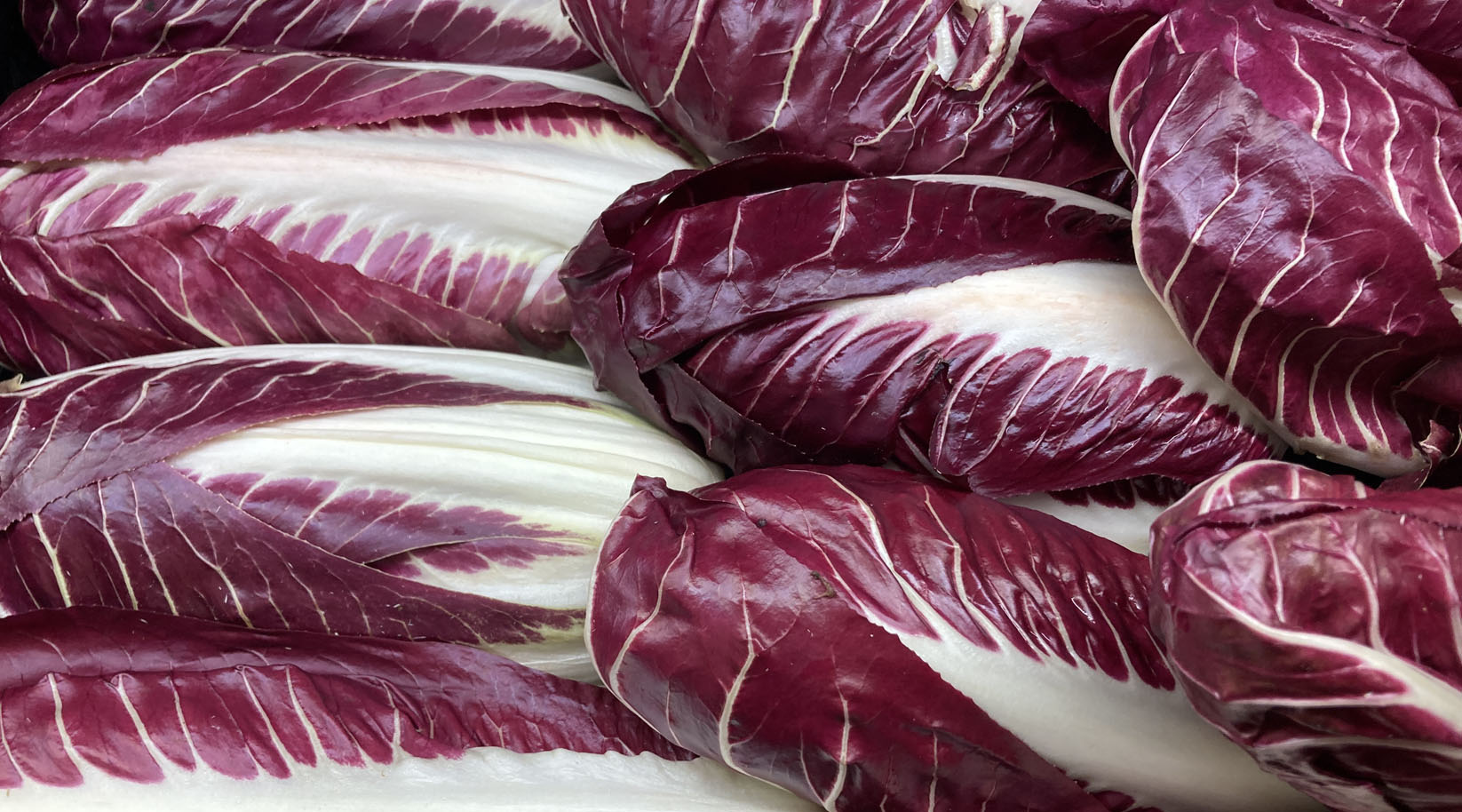 Radicchio-Köpfe, geschlichtet