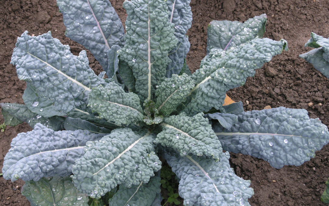 Schwarzkohl, Palmkohl – Vitamine, Vitamine…
