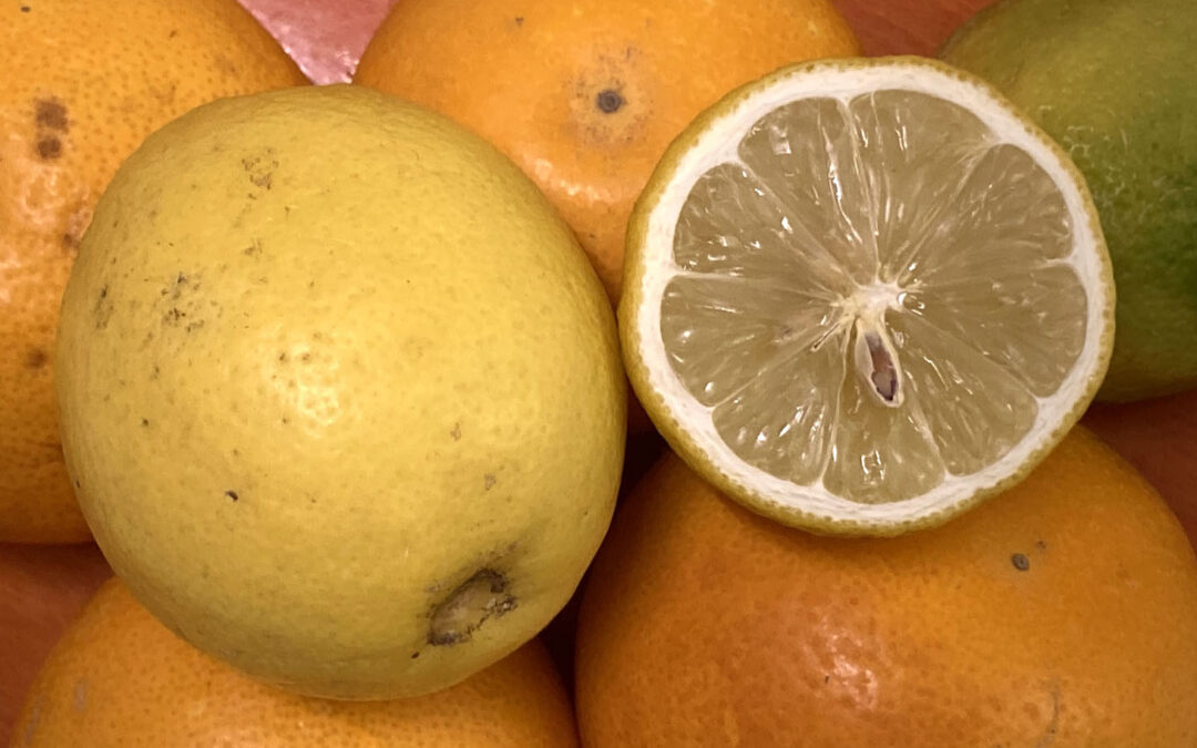 ZeroWaste #2: Zitronen- und Orangenschalen